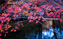 真女人的阴性部照片